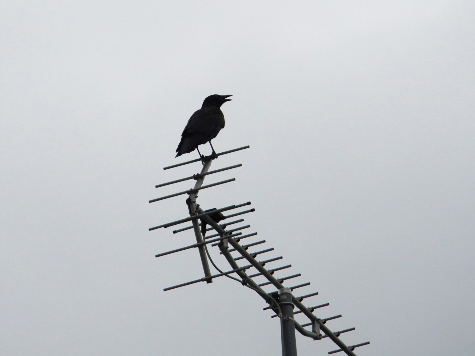 Silhouette di un uccello nero appollaiato su un'antenna sul tetto