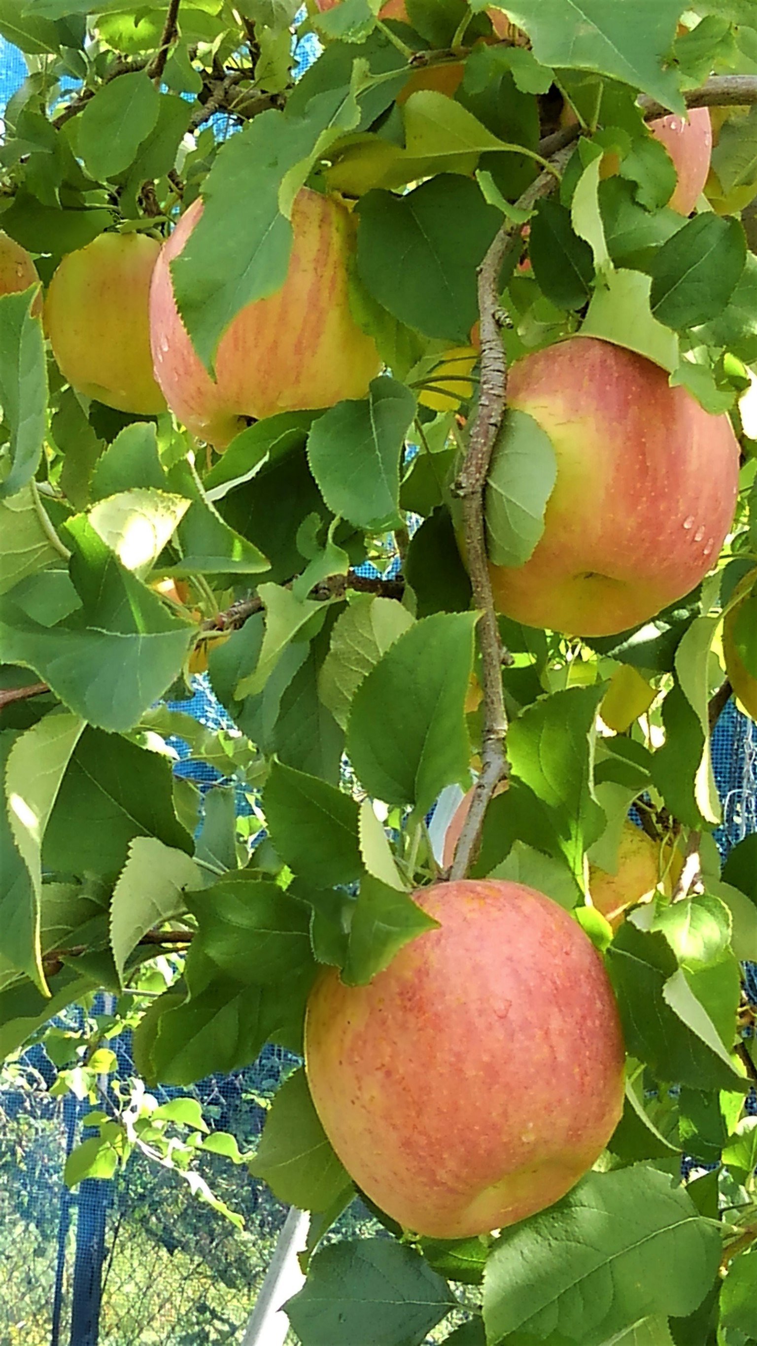 Mele rosse mature appese tra le foglie verdi