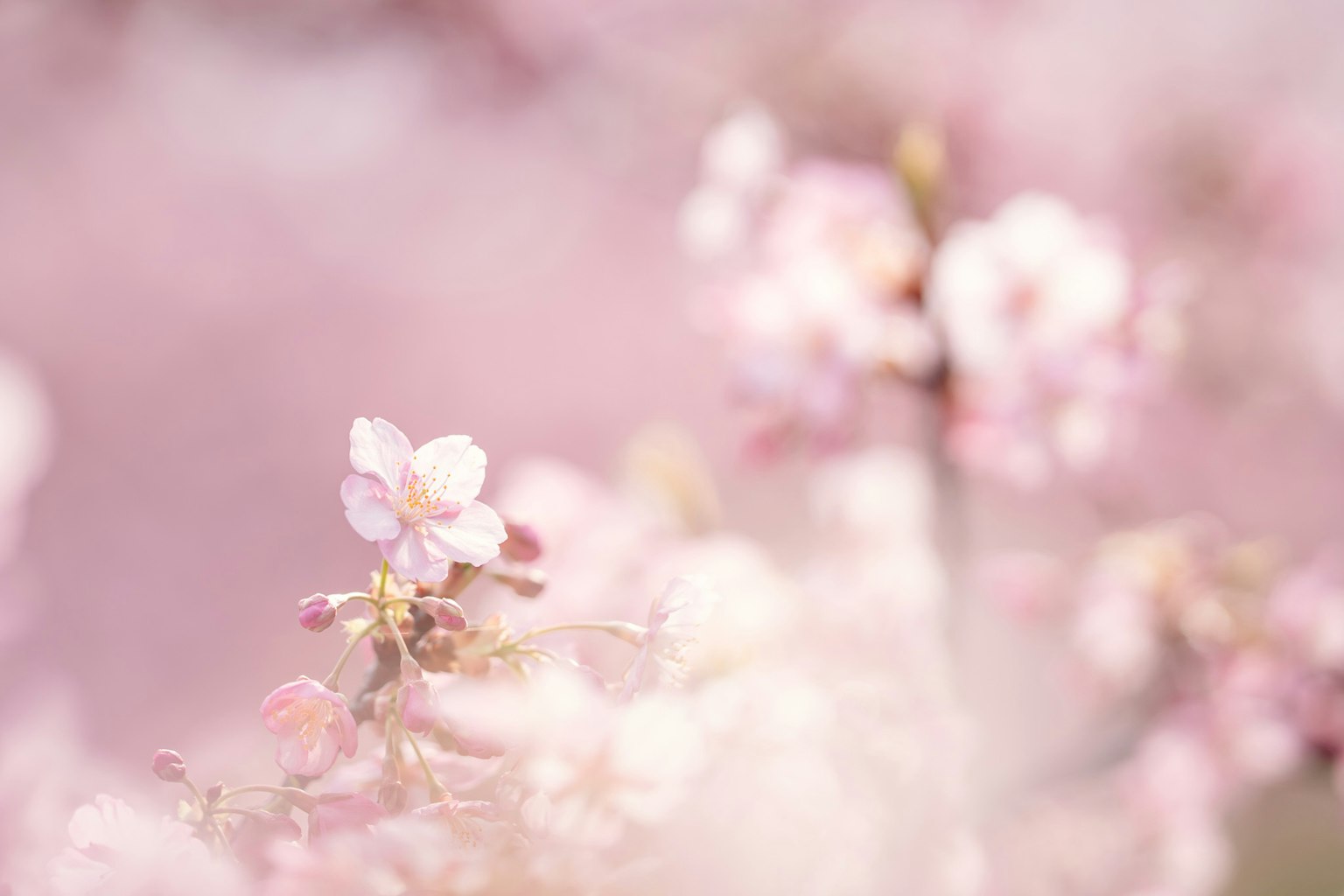 Delicate pink cherry blossoms in a soft focus background