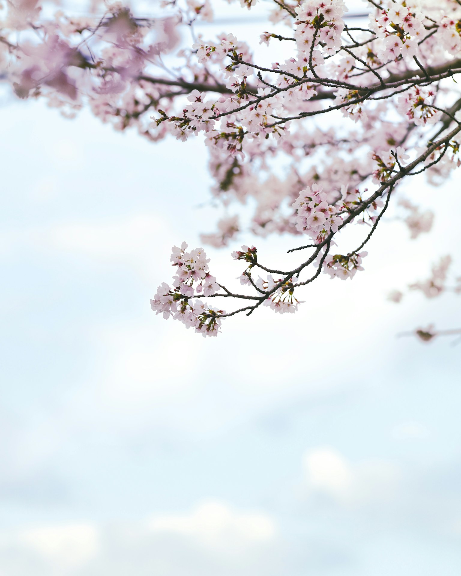Kirschbaumzweige mit rosa Blüten vor blauem Himmel