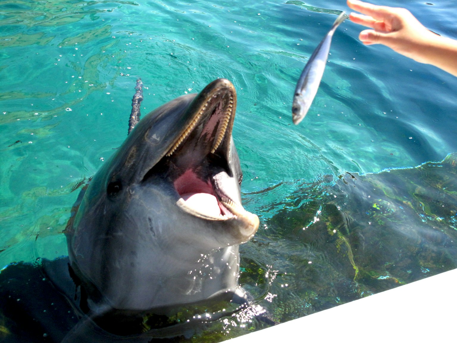 A dolphin with its mouth open reaching for a fish being offered by a hand