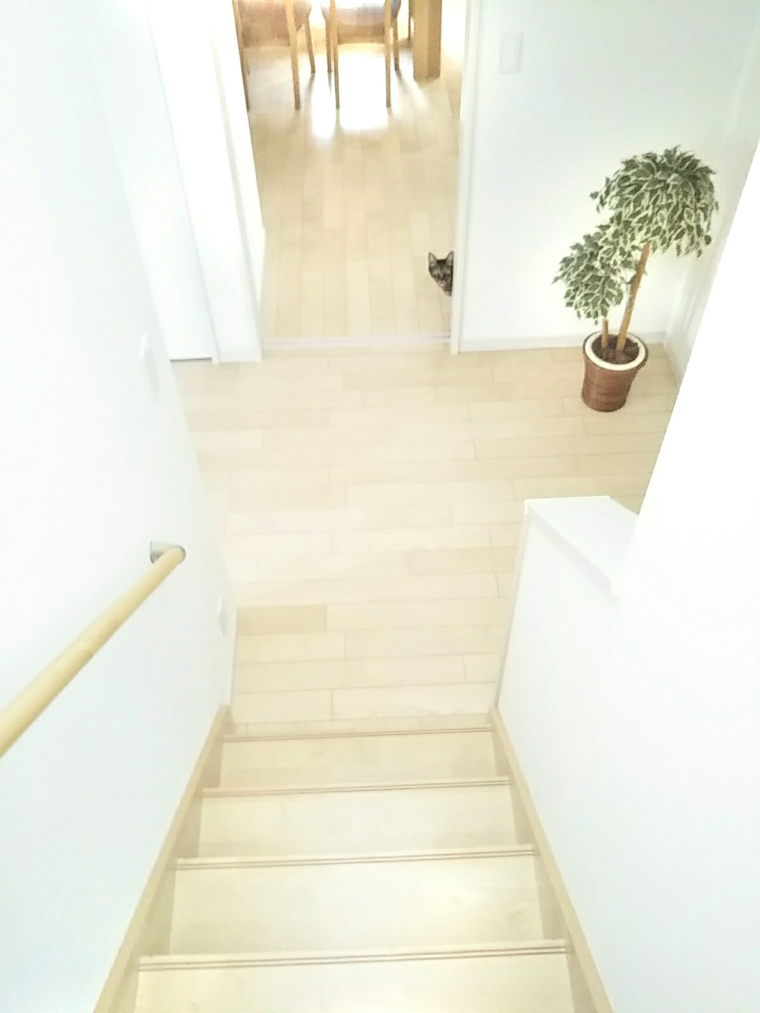Escena interior con paredes blancas y escaleras de madera con una planta en maceta