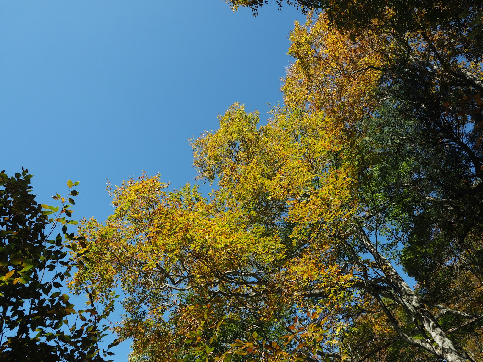 Landscape of trees with yellow leaves under a blue sky