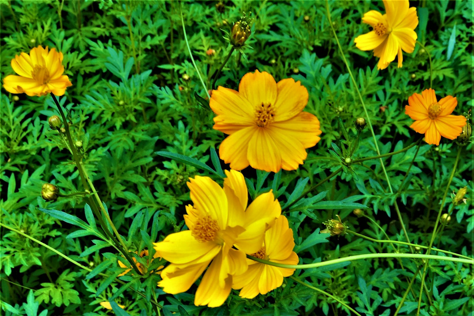 Fiori gialli vivaci circondati da foglie verdi
