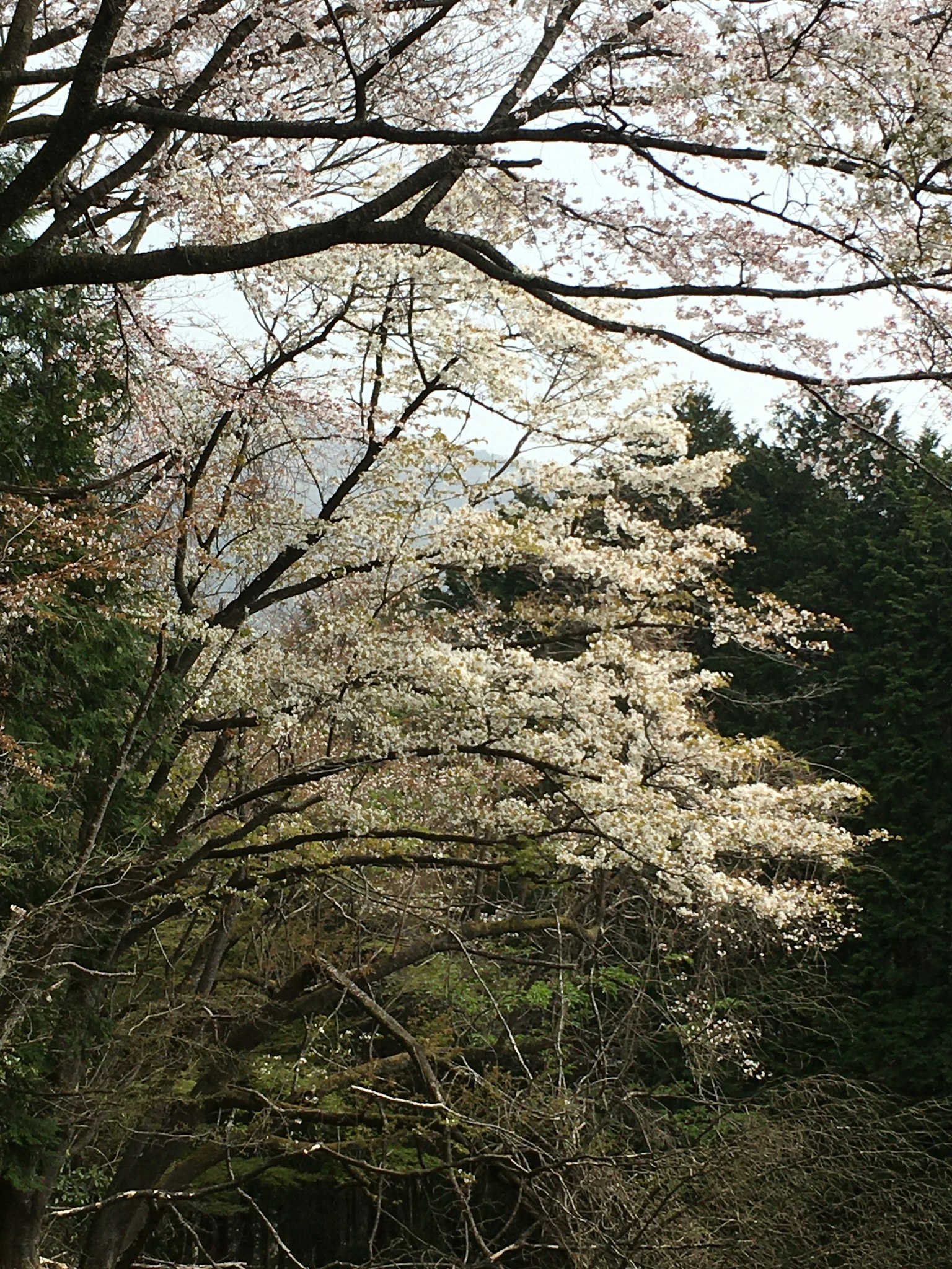 Cherry blossom branches with white flowers against a green forest background