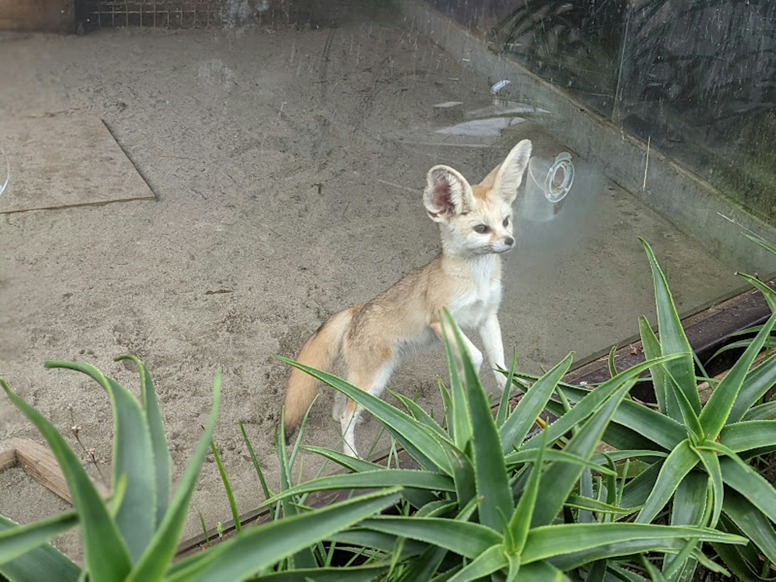 沙地上站著的耳廓狐幼崽及周圍植物