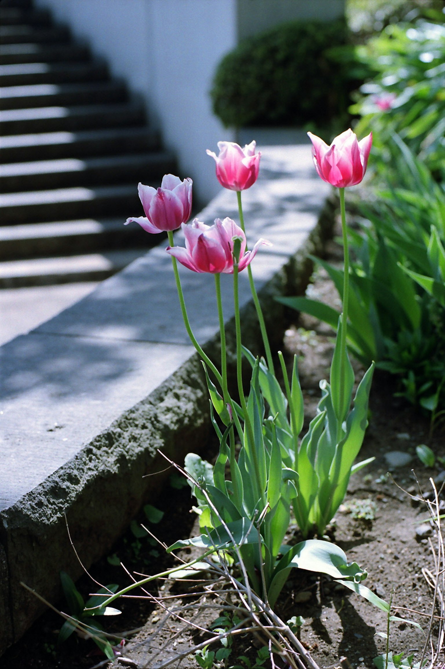 Tulipani rosa che fioriscono in un giardino con scale sullo sfondo