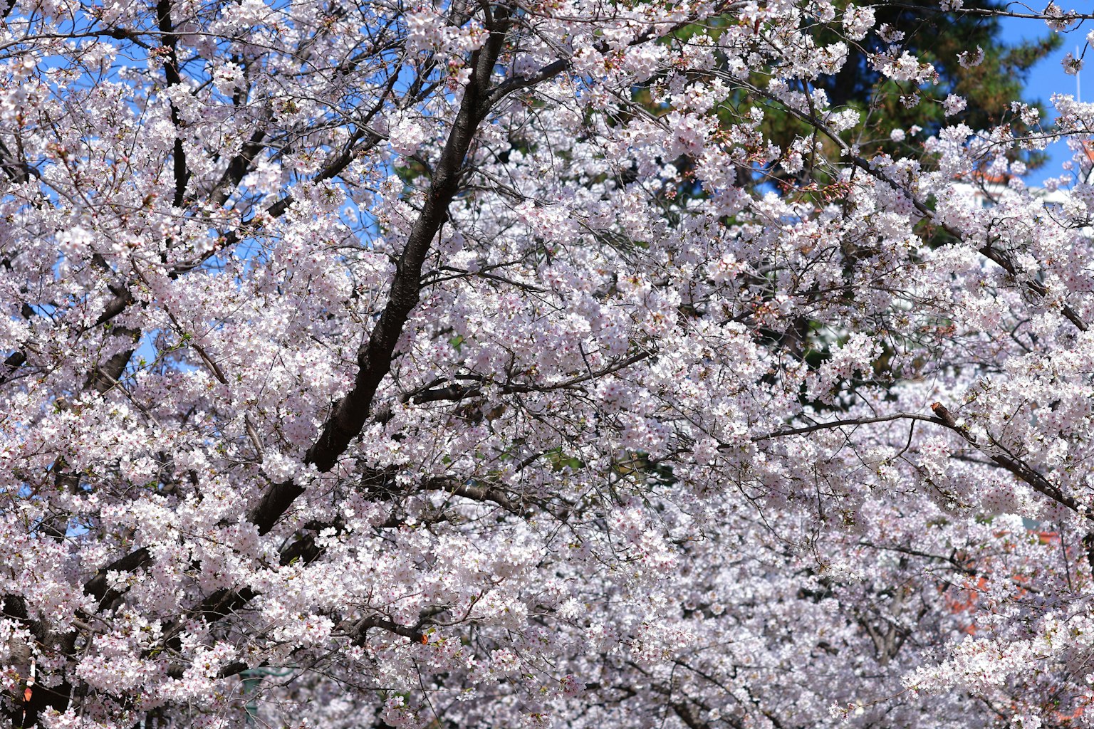 Pemandangan indah pohon sakura yang mekar di bawah langit biru