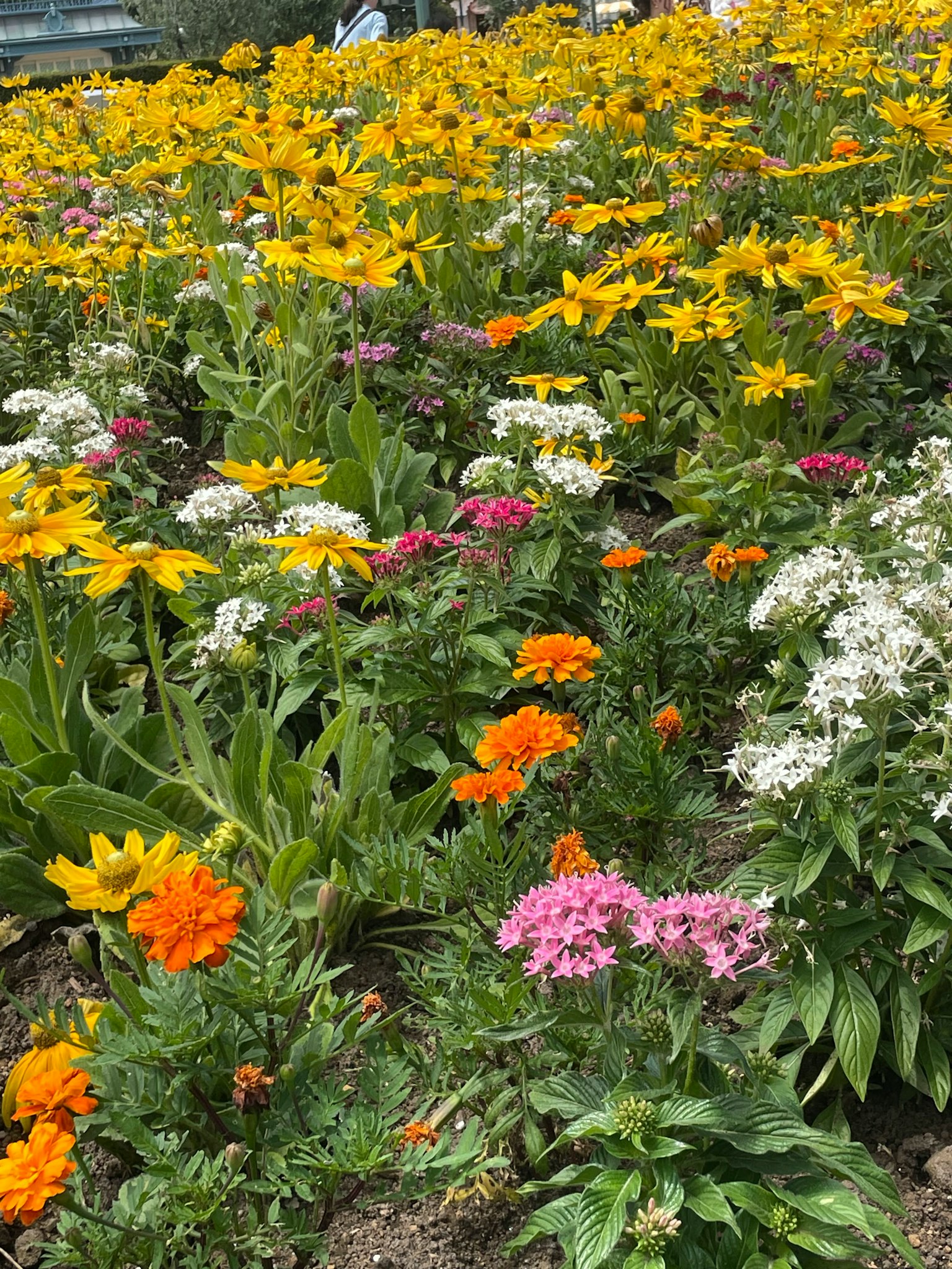 色彩繽紛的花園，盛開著黃色、橙色、粉色和白色的花朵