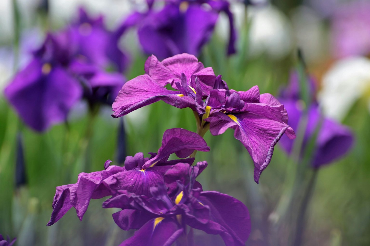 Nahaufnahme von lila Irisblumen in einem Garten