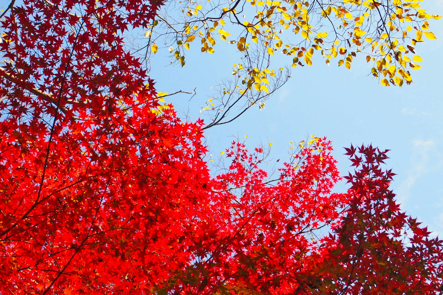 Autumn foliage with vibrant red and yellow leaves against a blue sky