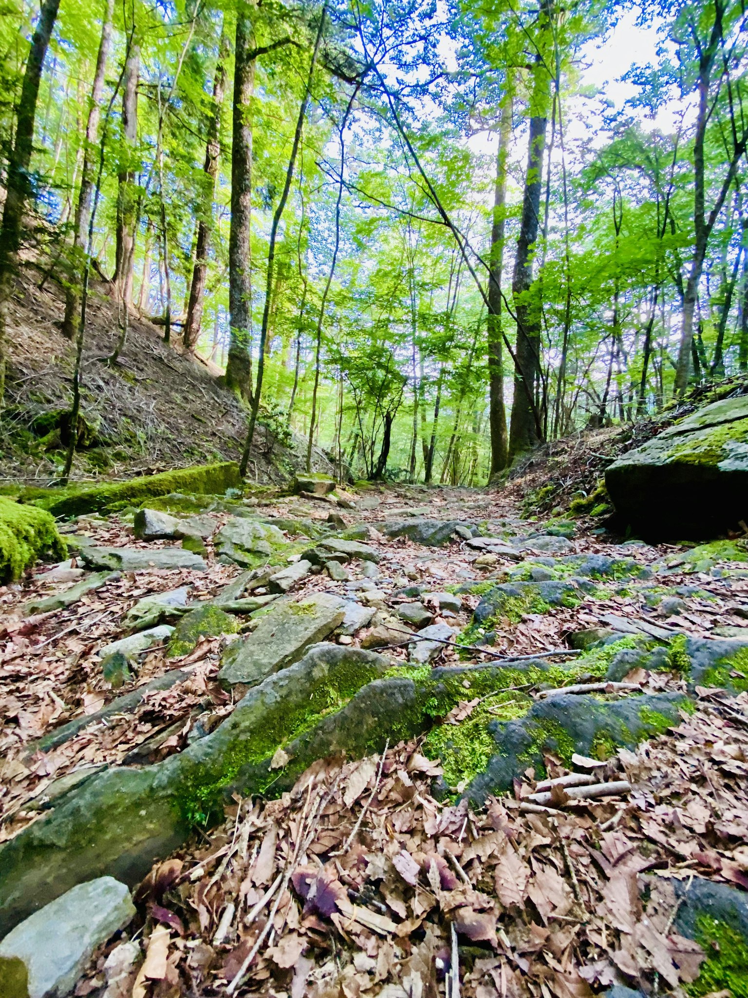 Sentier pittoresque entouré d'arbres verts et de rochers