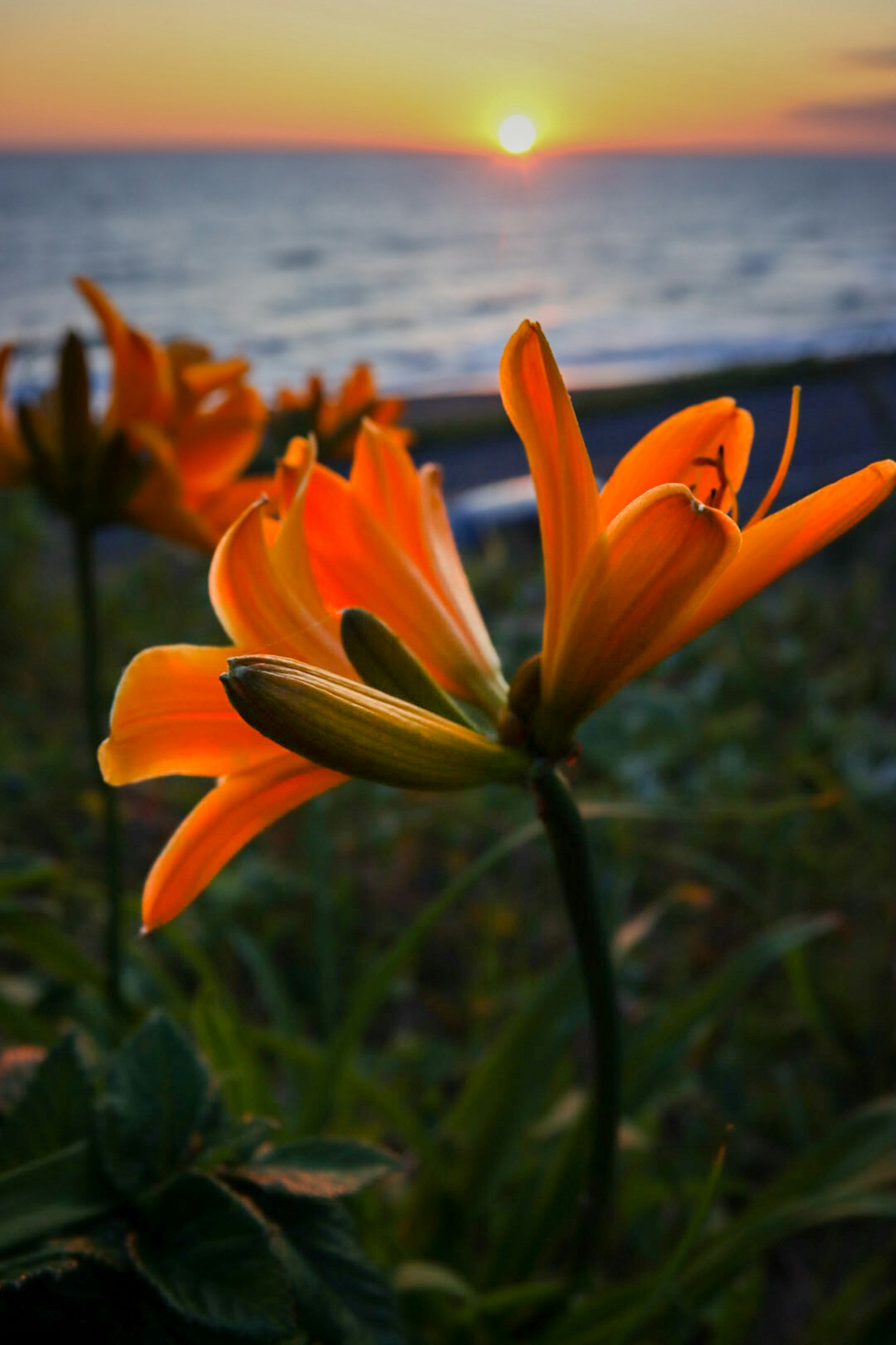 Orangefarbene Blumen im Vordergrund mit einem Sonnenuntergang über dem Ozean