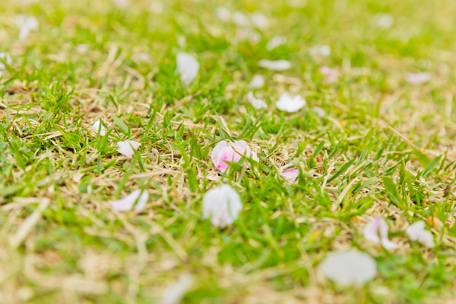 Kelopak bunga sakura berserakan di atas rumput hijau