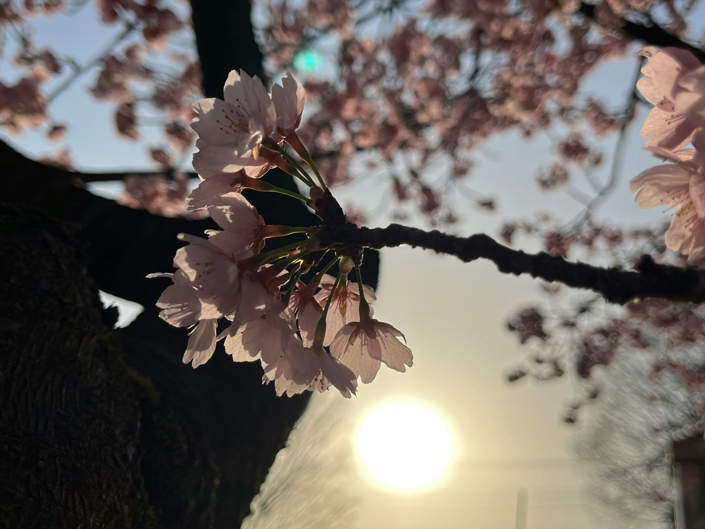 桜の花びらが舞う夕暮れの枝先と逆光の太陽