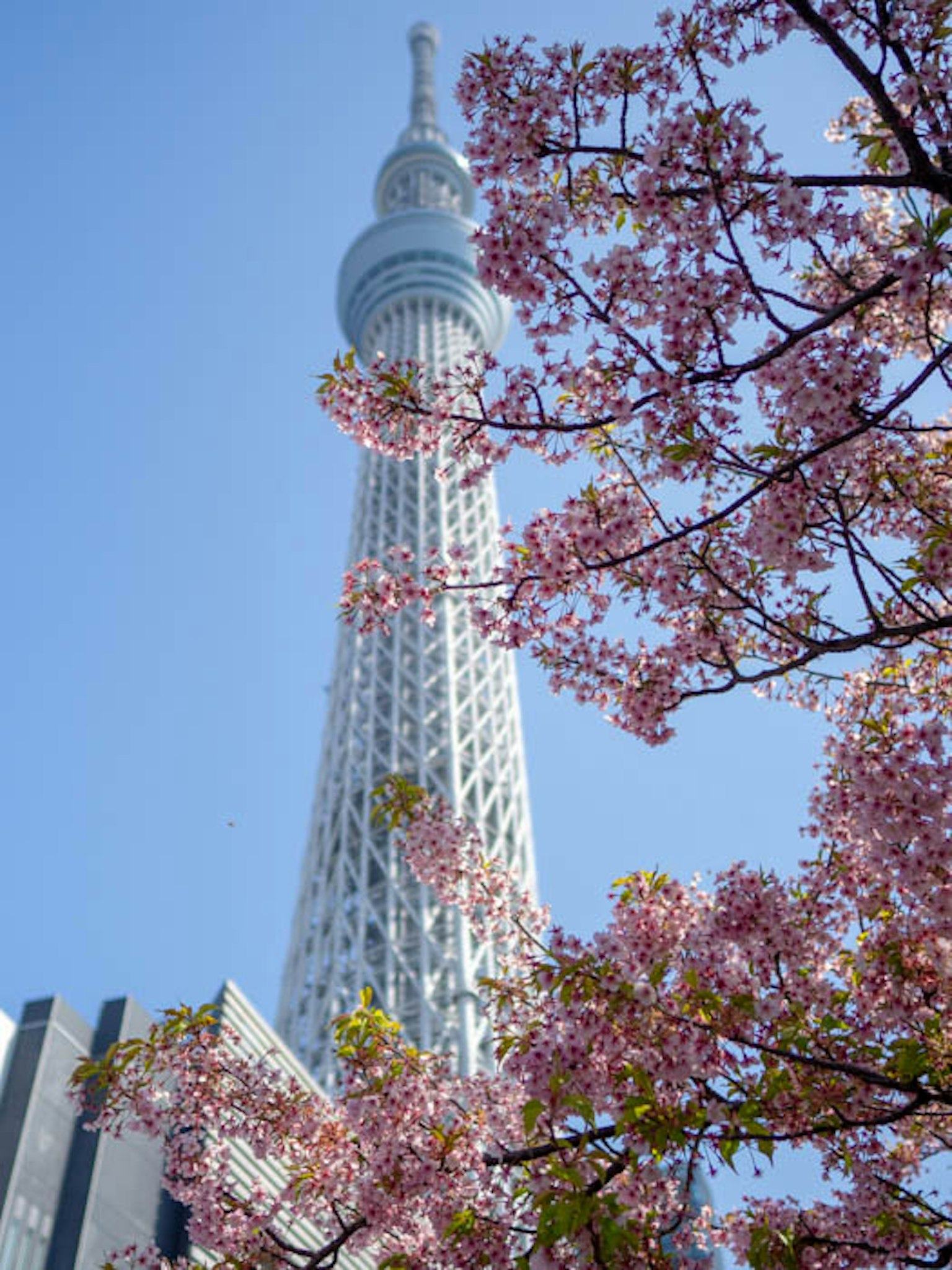 Tokyo Skytree rodeado de flores de cerezo bajo un cielo azul brillante