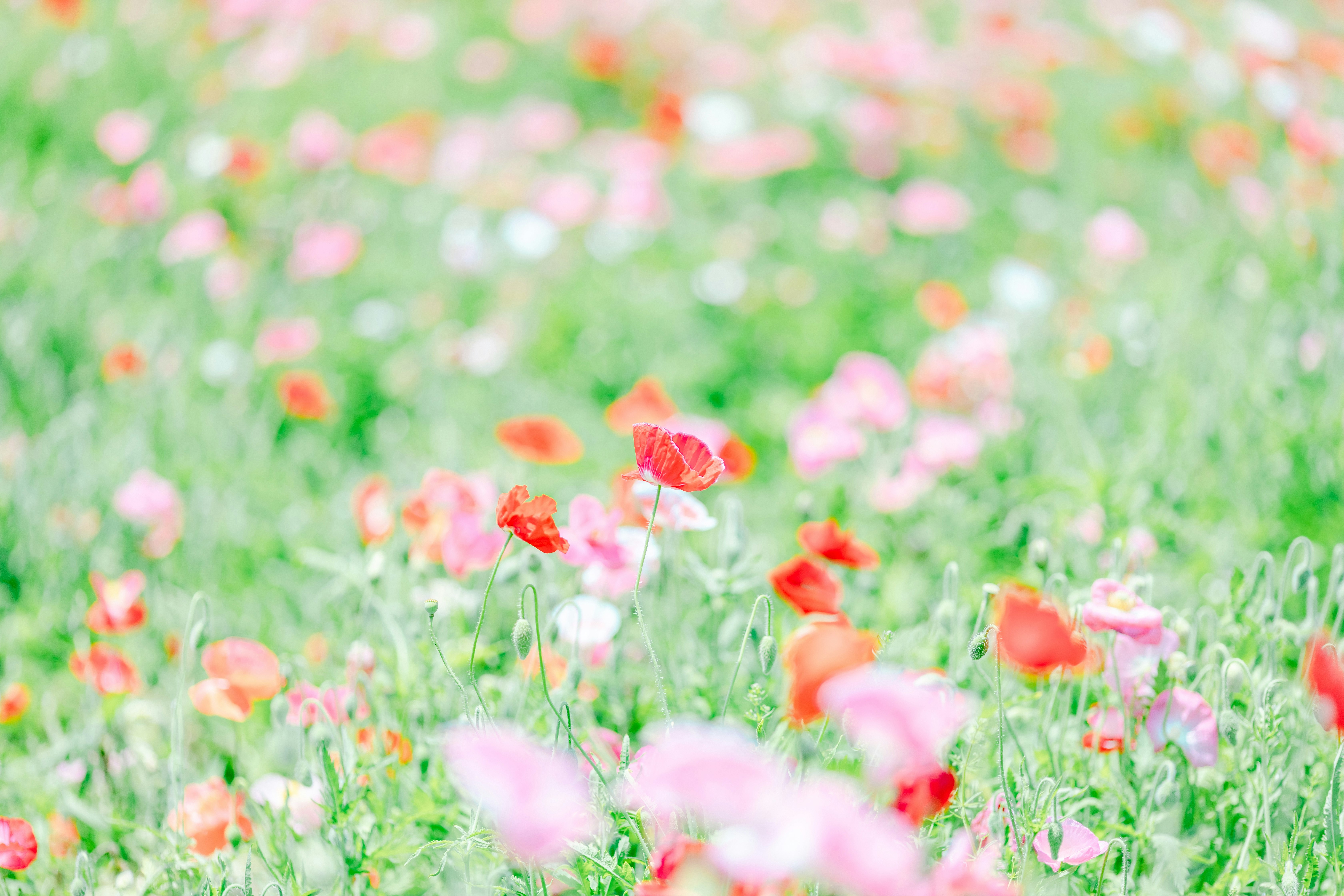 ポピーの花畑の咲き乱れる草原