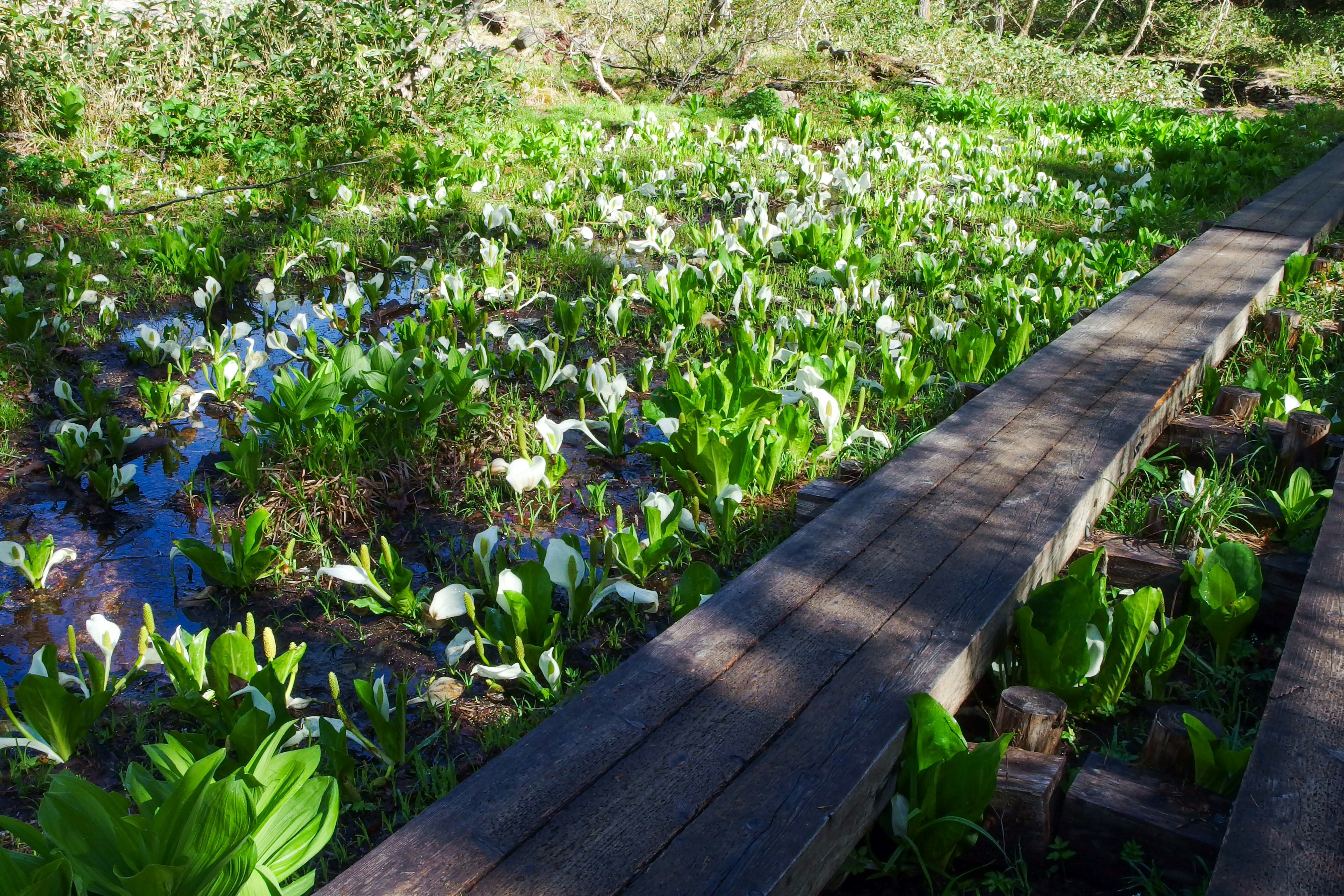 小道に沿って咲く花と緑の花壇