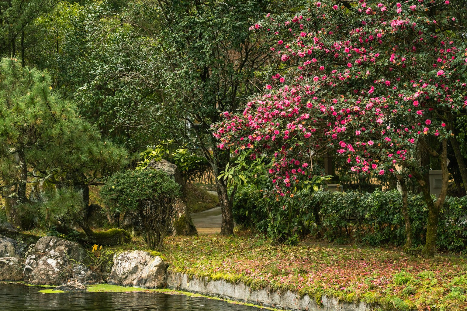 Malersicher Blick auf bunte Blumen und üppiges Grün an einem ruhigen Teich