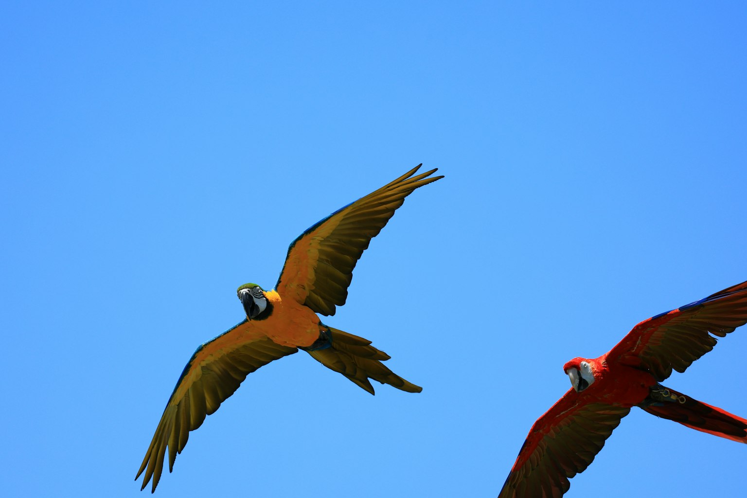 Dua burung beo cerah terbang di latar belakang langit biru jernih