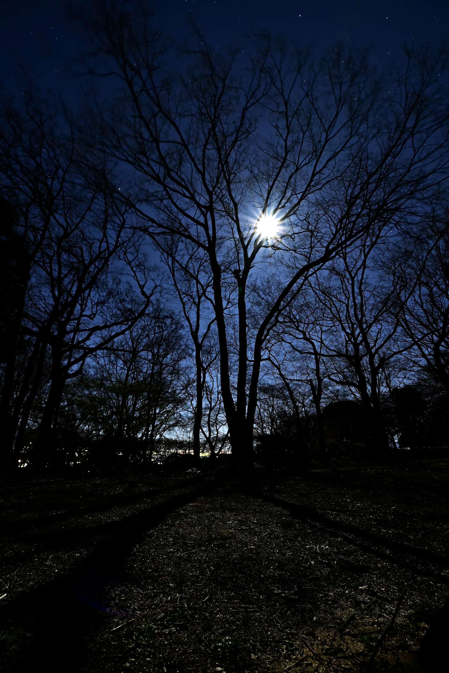 Une scène nocturne avec des arbres nus projetant des ombres sous la lumière de la lune