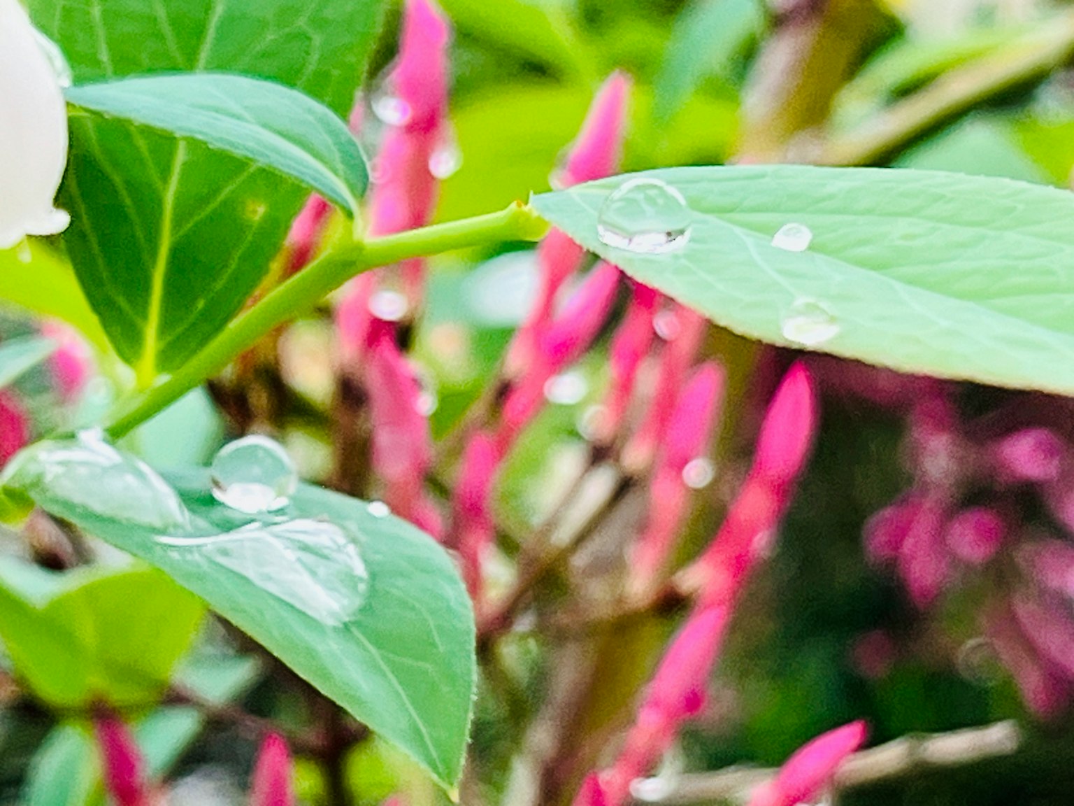 ภาพใกล้ชิดของใบเขียวสดใสพร้อมดอกไม้สีชมพู น้ำหยดบนใบ