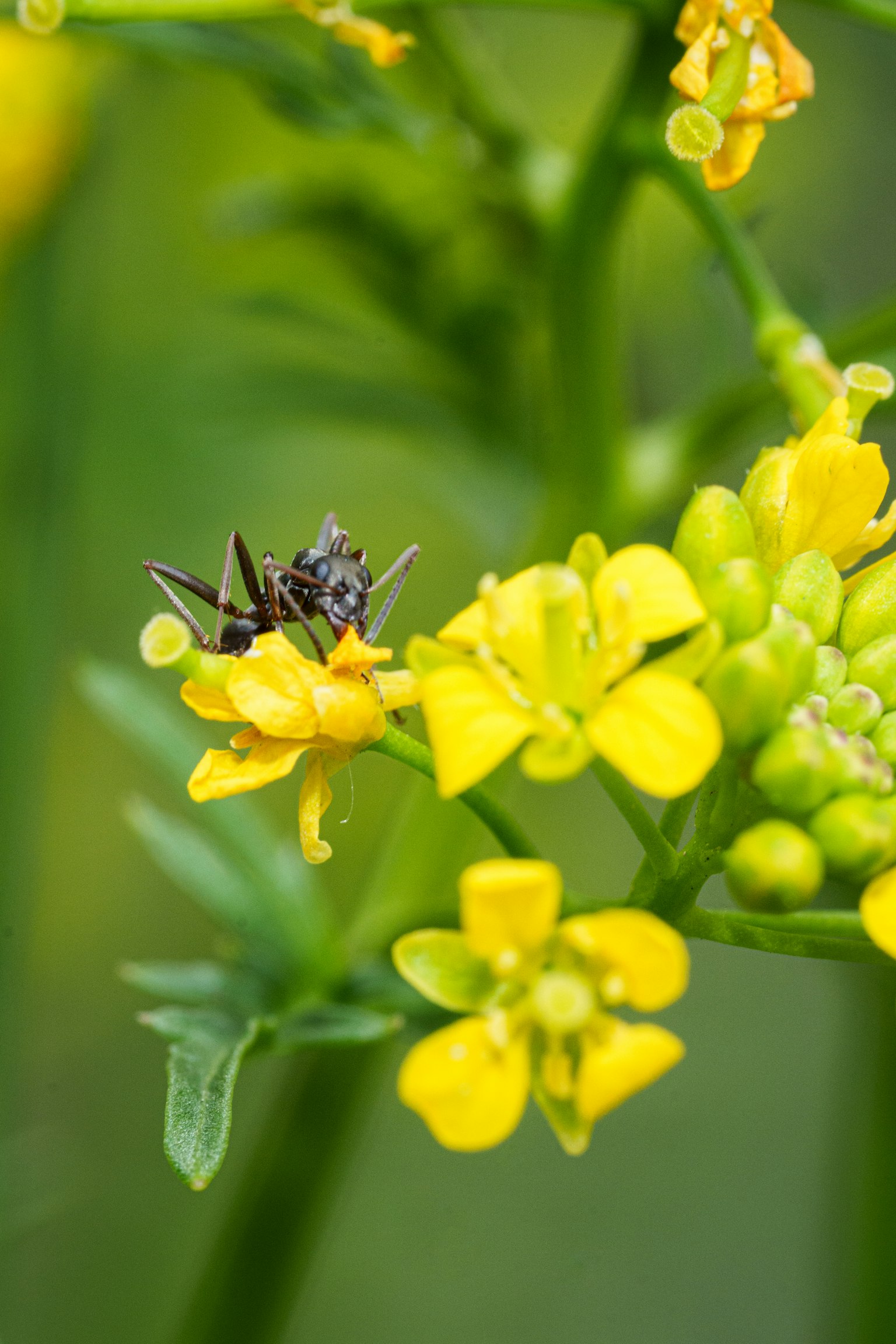 Gros plan d'un petit insecte sur des fleurs jaunes