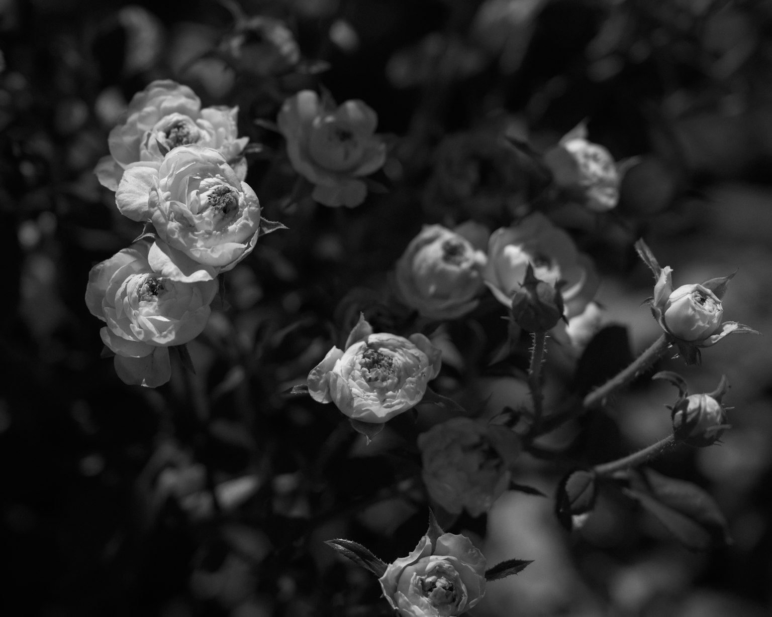 Nahaufnahme von schwarz-weißen Blumen mit blühenden Rosen und Knospen