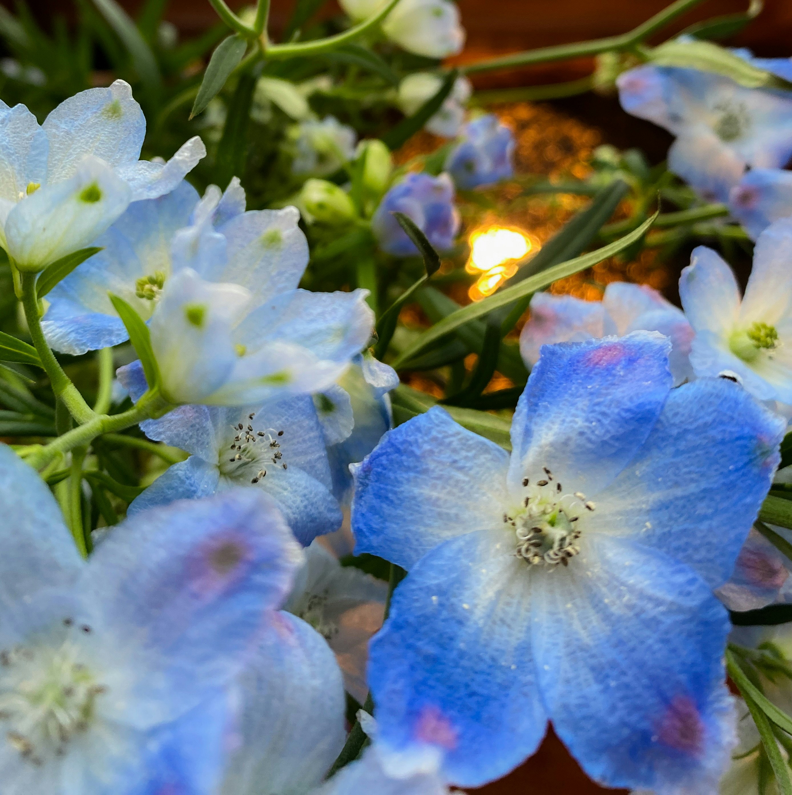 close-up of blue flowers