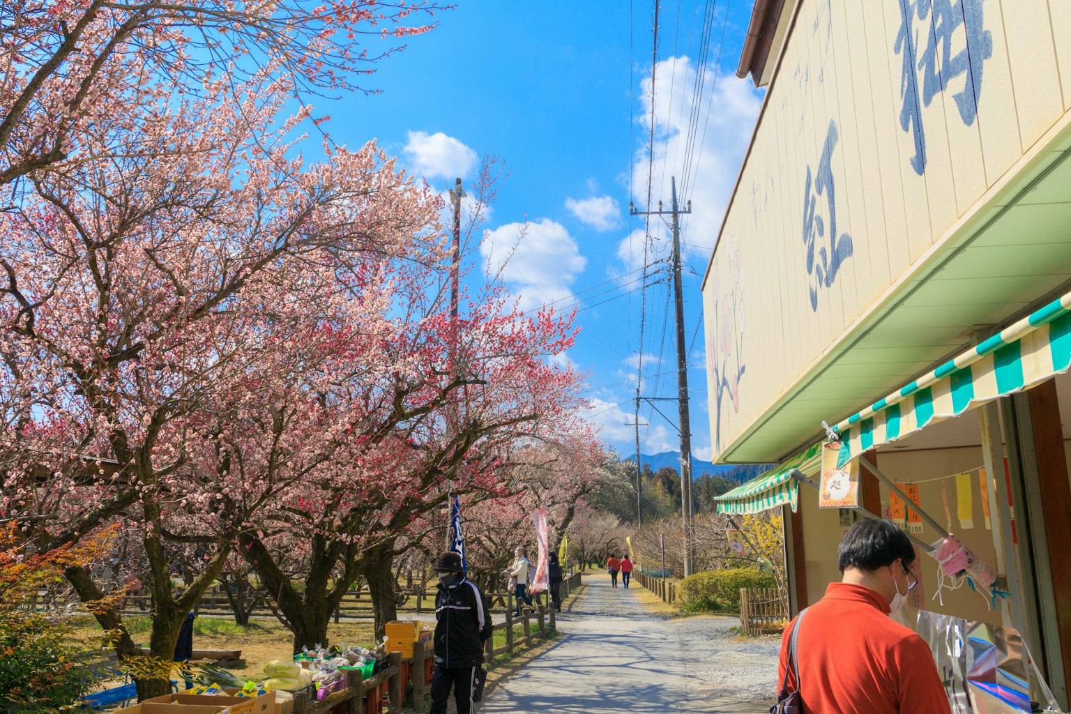 Path lined with cherry blossom trees under a clear blue sky