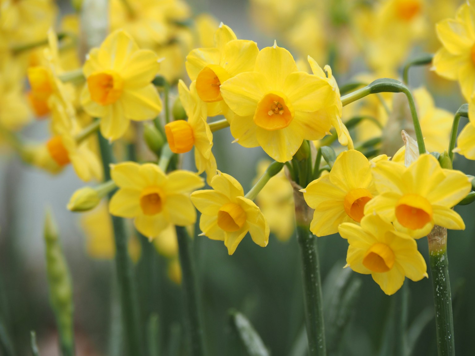Flores de narcisos amarillos vibrantes en flor