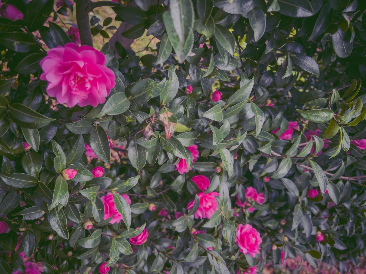 Fiori rosa vivaci circondati da foglie verdi