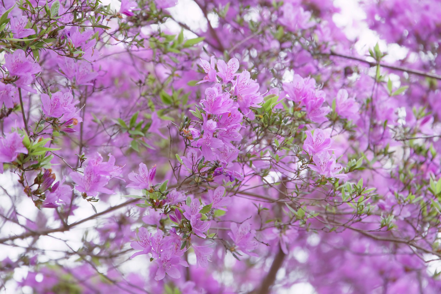 Rami di un albero adornati di fiori viola vivaci e foglie verdi fresche