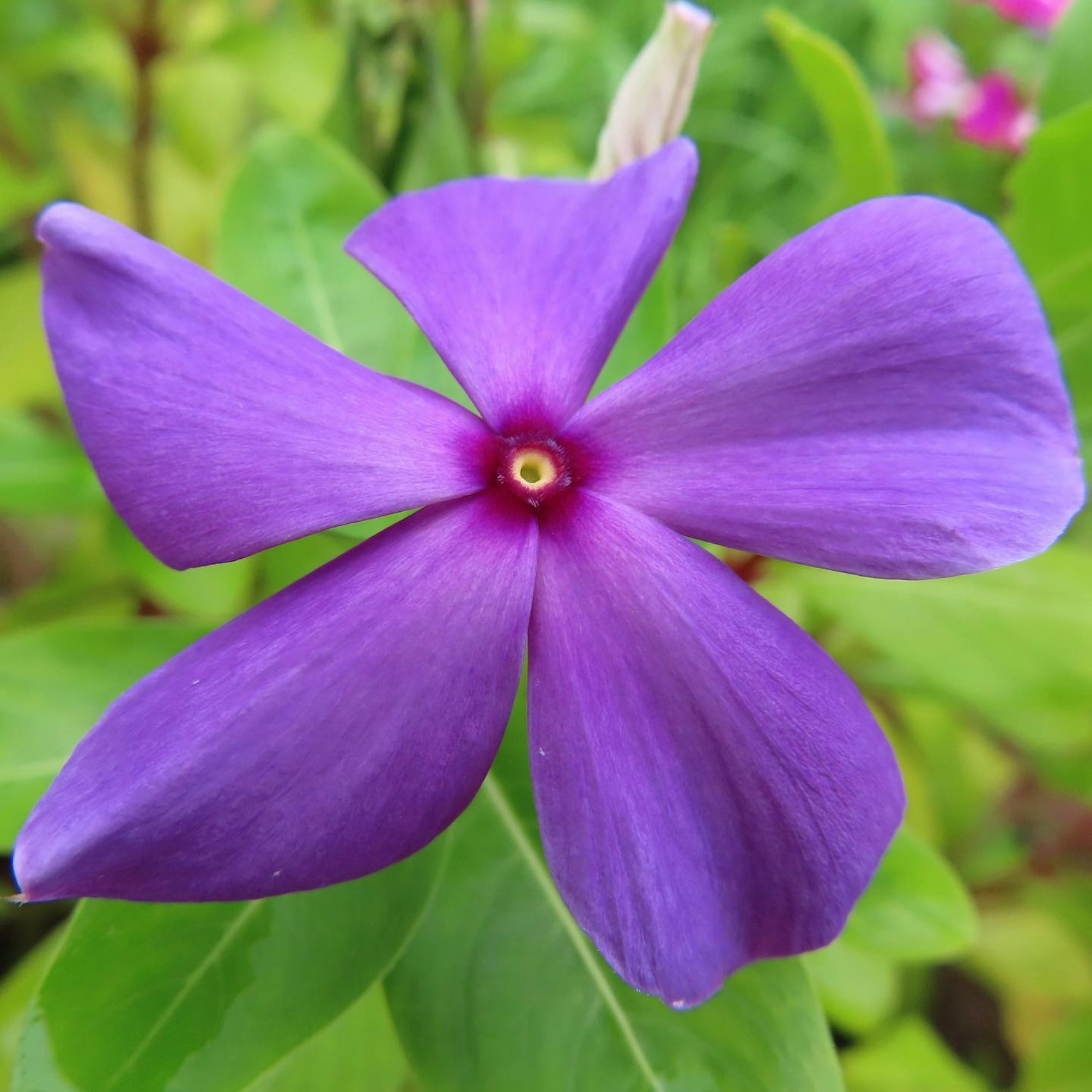 Vibrant purple flower blooming among green leaves