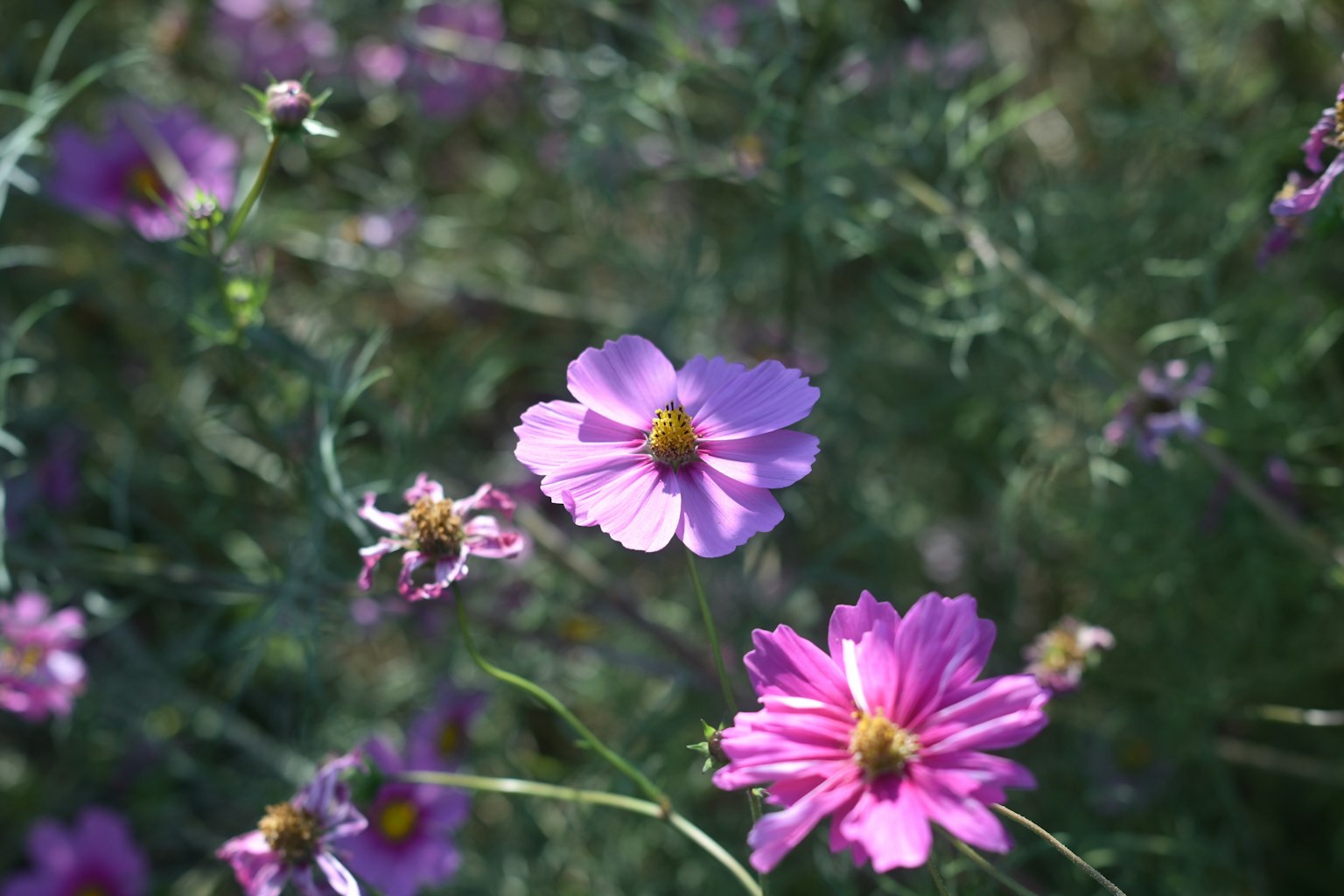 Un paesaggio con fiori viola su uno sfondo verde