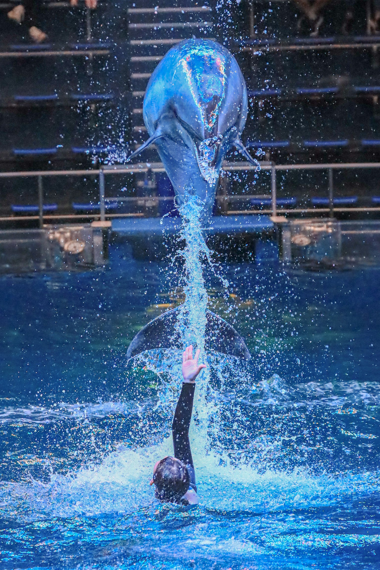 Dolphin leaping above water with performer in an aquarium show