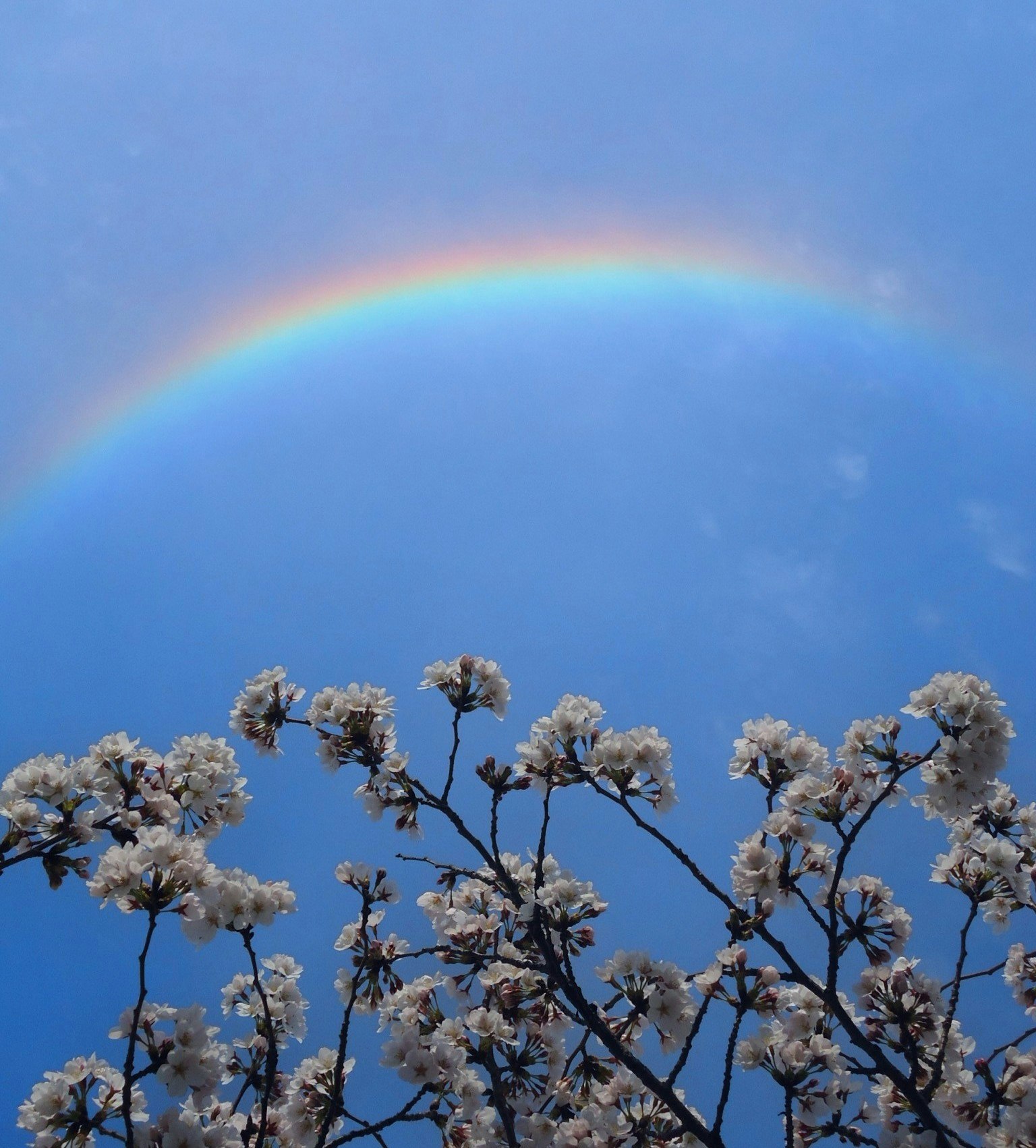 Arcobaleno sopra un cielo blu con rami fioriti