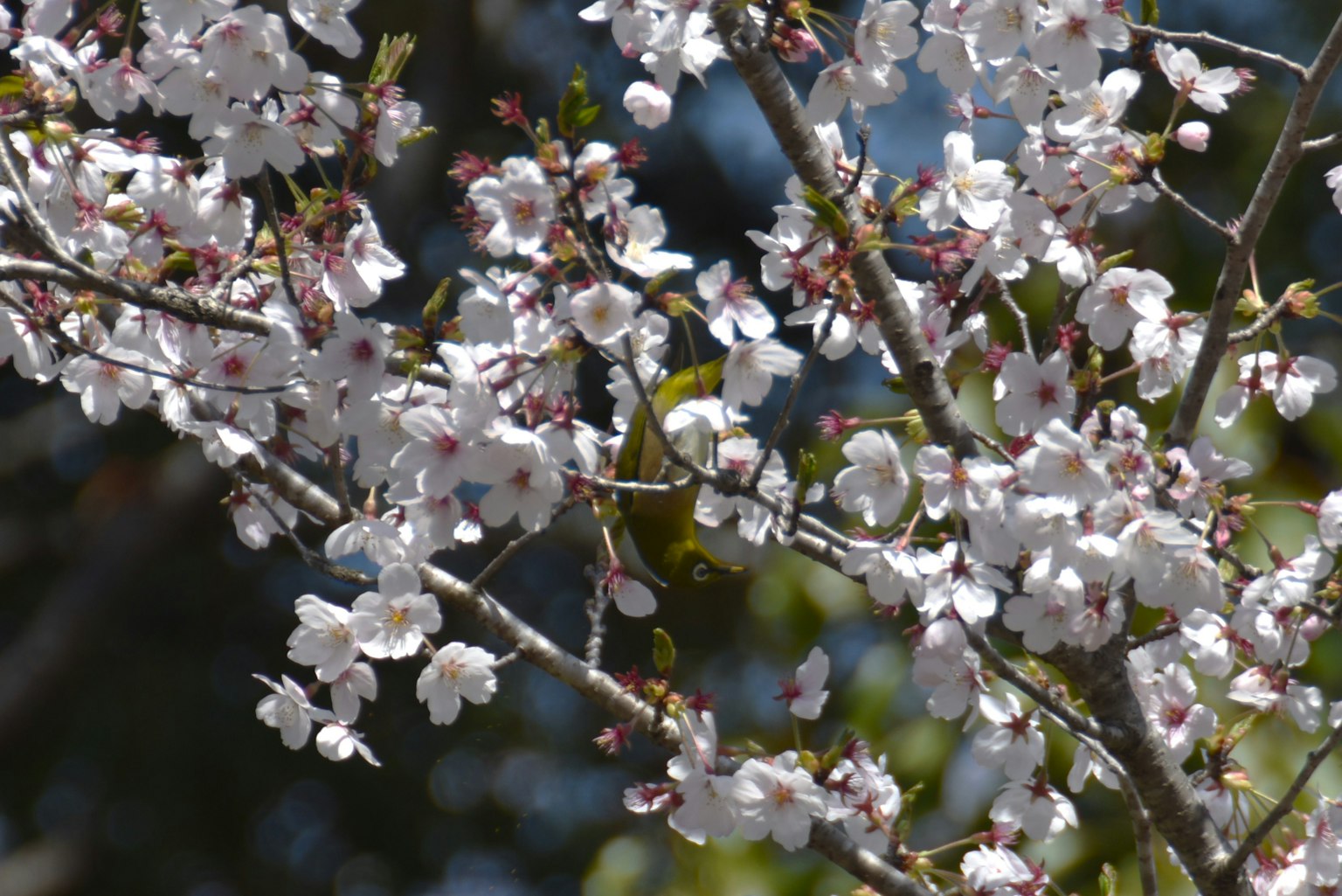 Close-up of cherry blossom branches with white flowers