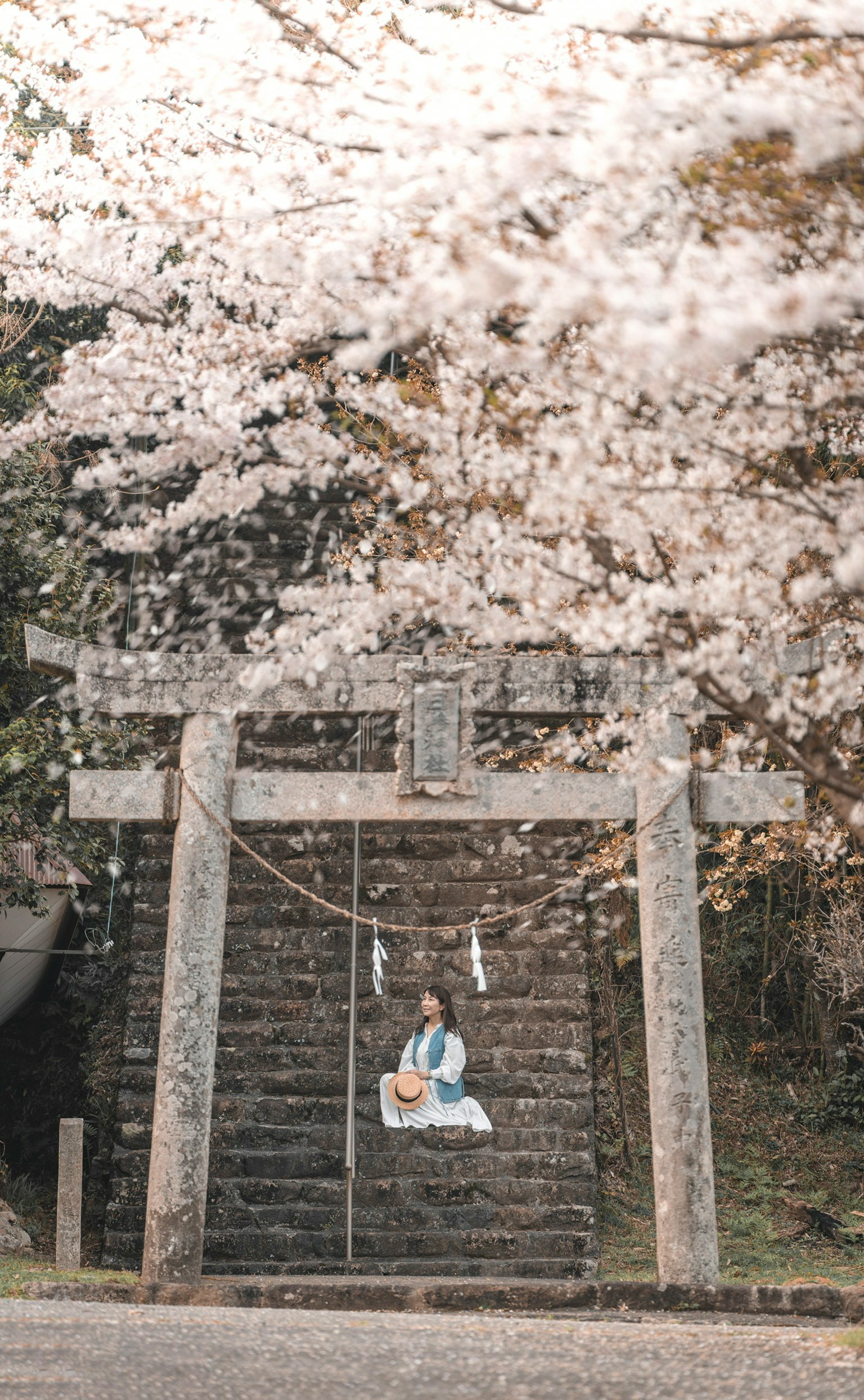 Person sitzt unter Kirschblüten neben einem Torii