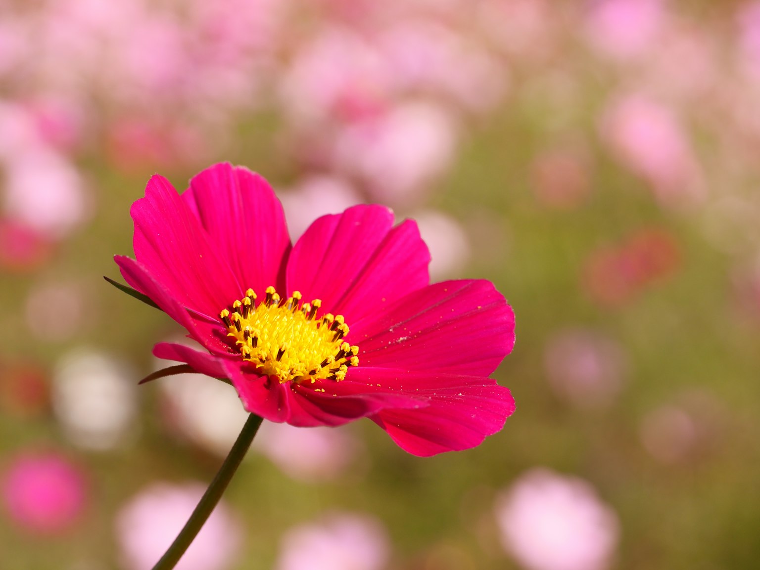 Sebuah bunga cosmos merah muda cerah dengan pusat kuning menonjol di latar belakang bunga yang kabur