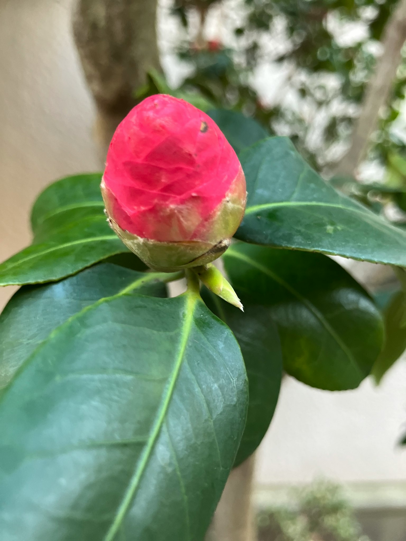 Bocciolo di fiore rosso vibrante con foglie verdi
