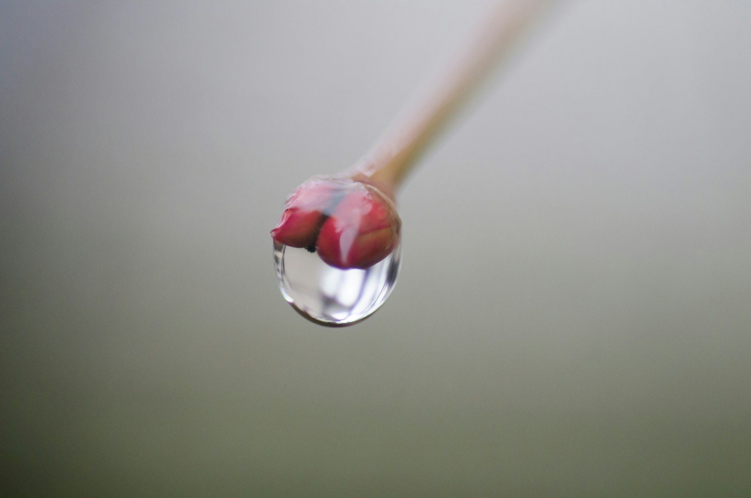 Un bastone sottile con una goccia d'acqua all'estremità che presenta un elemento rosso