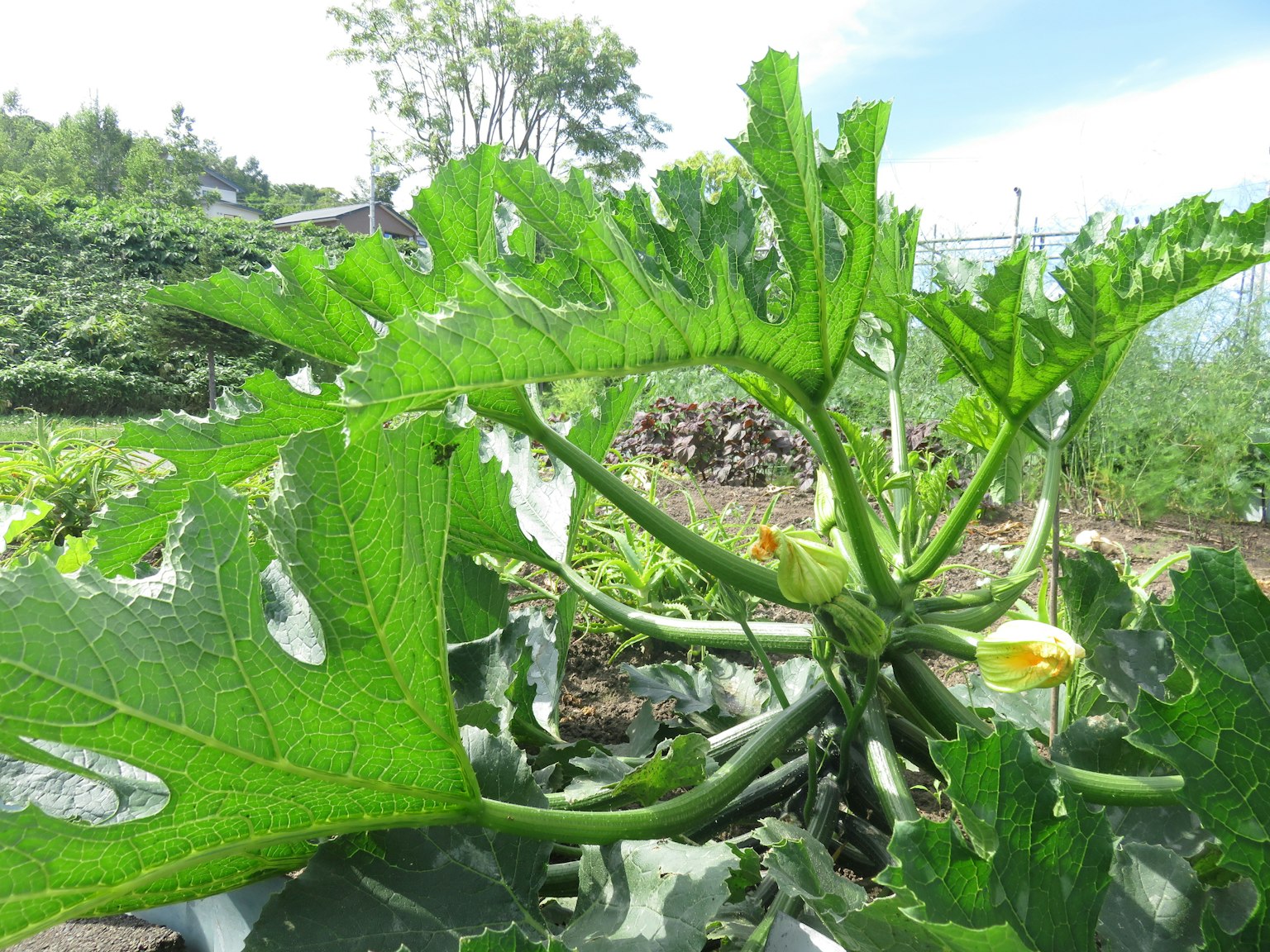 茂盛的 zucchini 葉子和果實在花園中