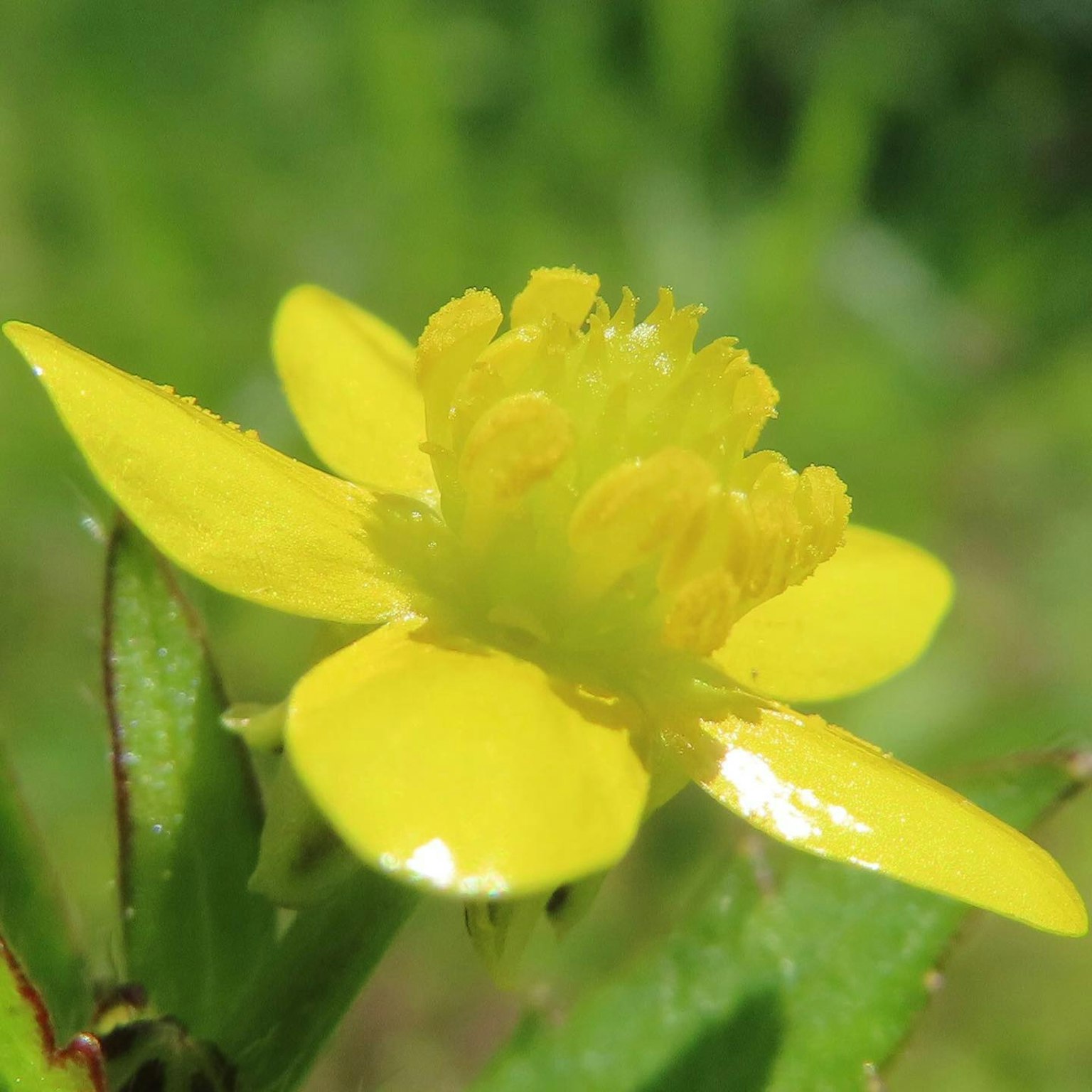 Fleur jaune vif en fleurs sur un fond vert