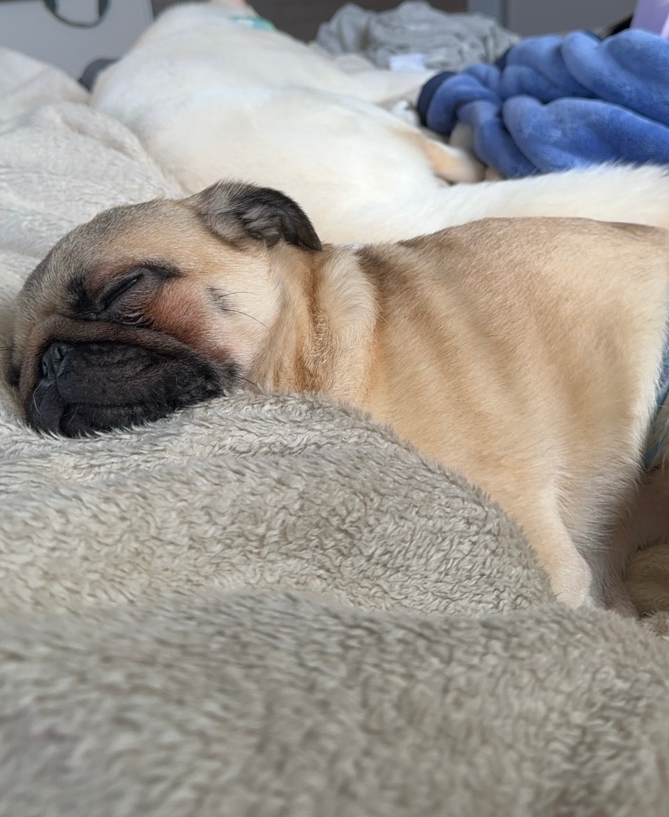 cane addormentato su una coperta