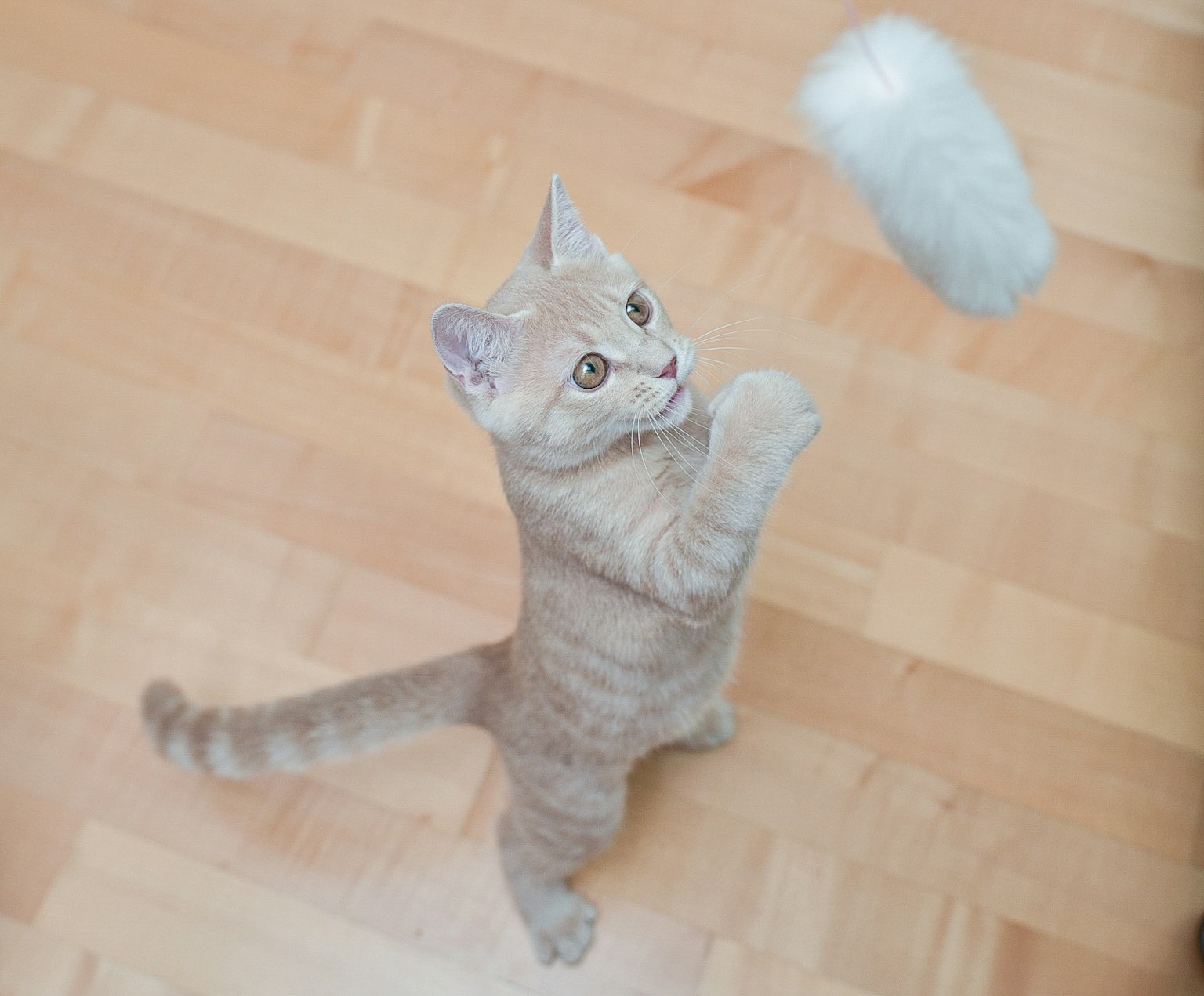 一只猫在玩耍，试图抓住一个白色玩具