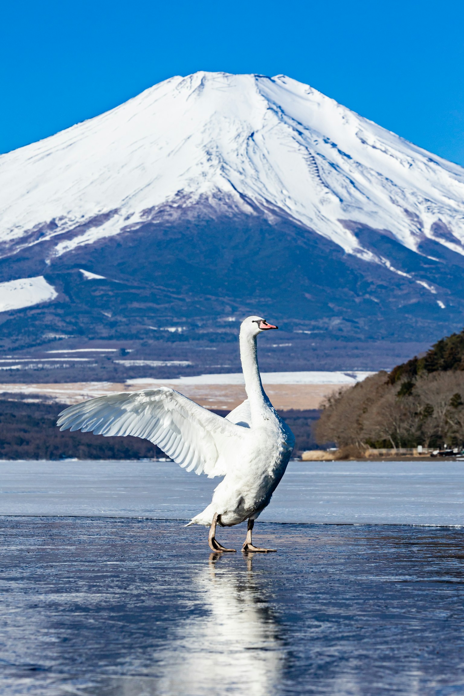 Ein Schwan, der seine Flügel auf dem Eis ausbreitet, mit dem Fuji im Hintergrund