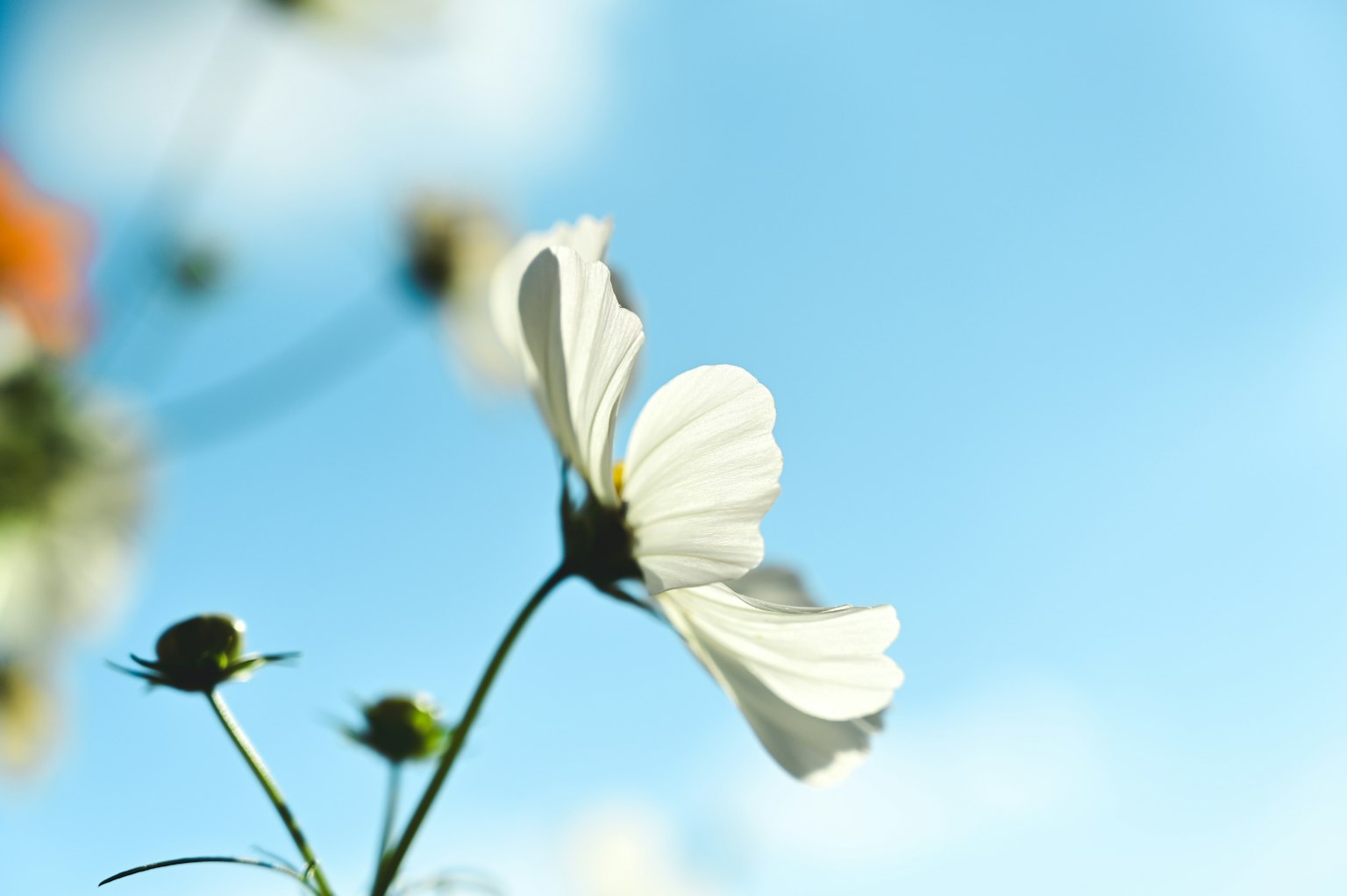 Primer plano de una flor blanca contra un cielo azul