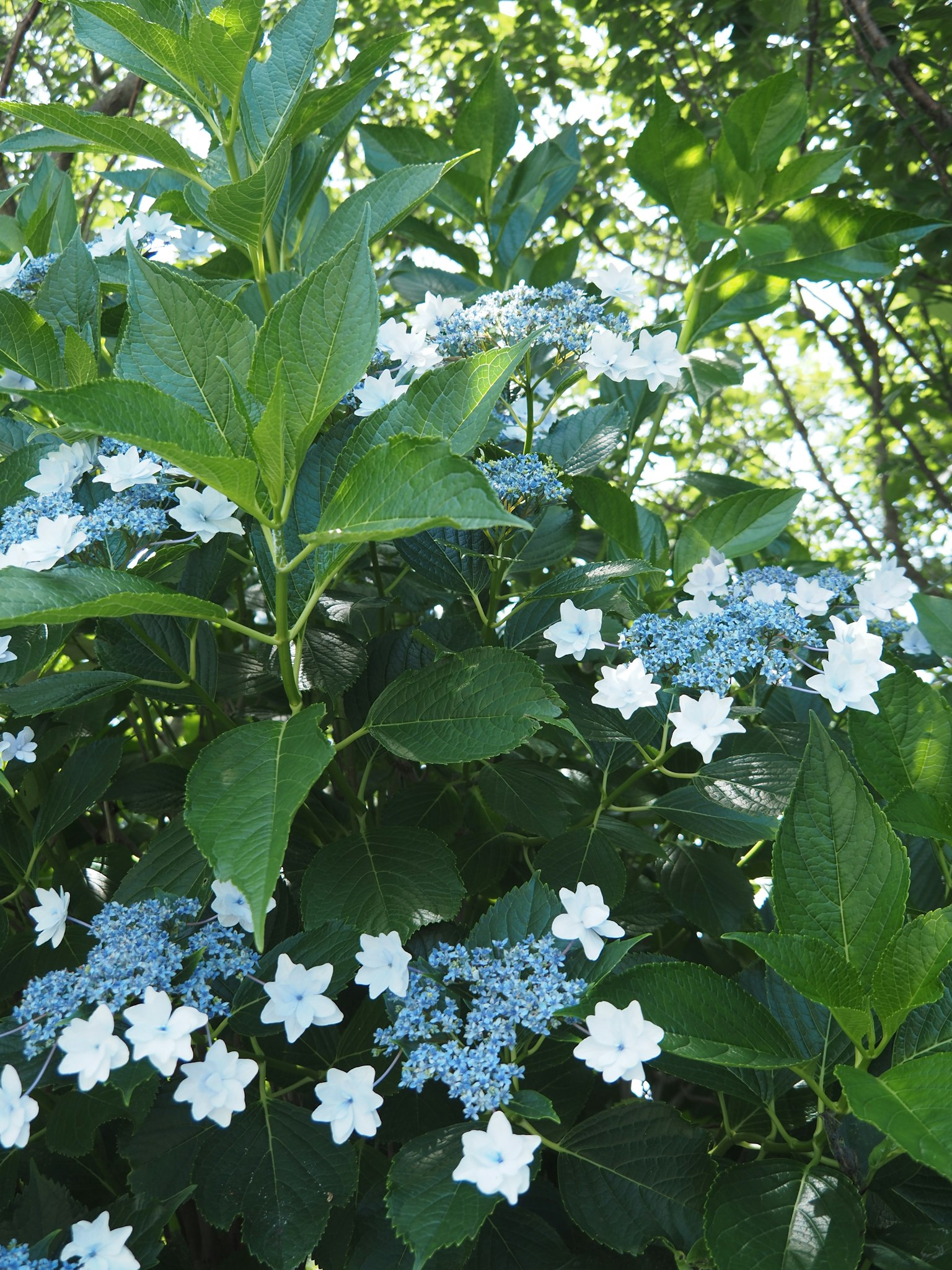 Plante dense avec des fleurs bleues et blanches