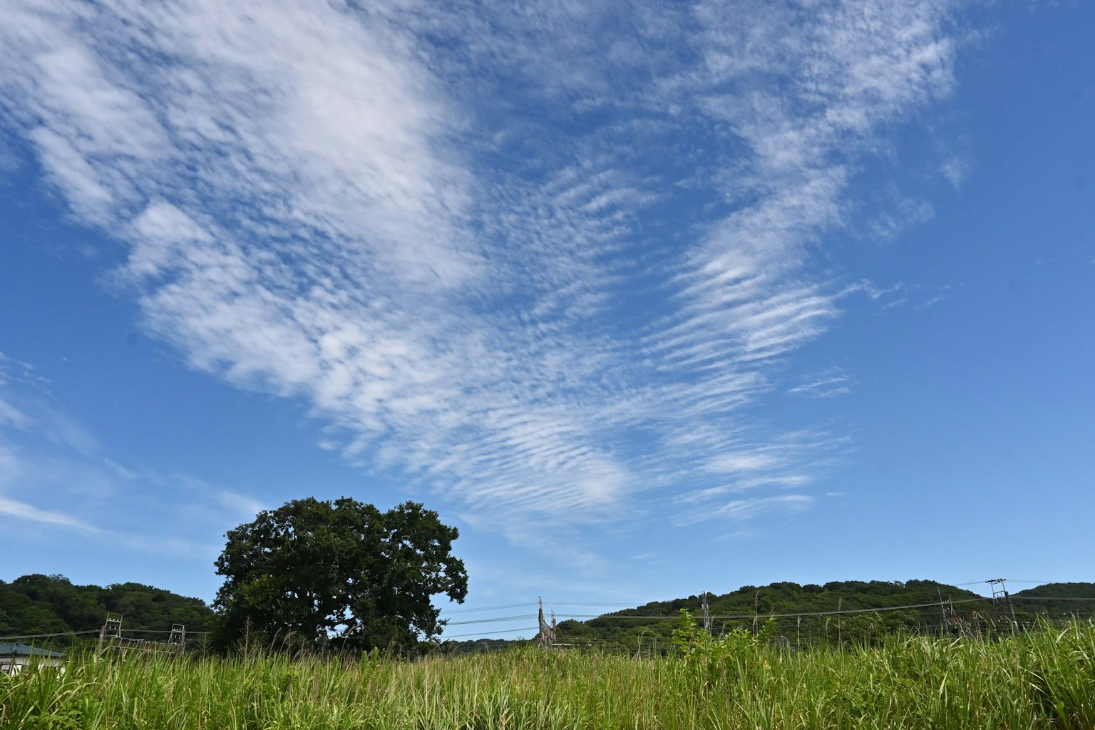 一幅如畫的風景，明亮的藍天與細雲，以及一棵大樹矗立在郁郁蔥蔥的綠草中